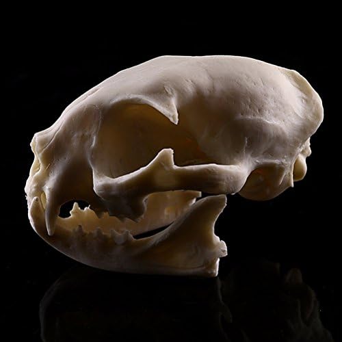 Tarântula Skull Skull Skull Skull Model Figurine Aquarium Fish Tank Paisagem Decoração de Snake Hide