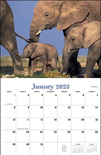Bebês de animais fofos 2023 Calendário de parede suspenso - 19 x 11 2023 Planejador de compromissos mensais