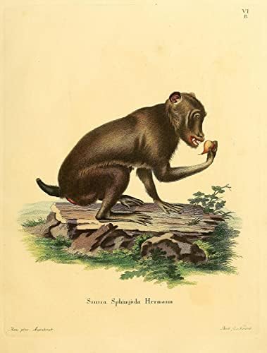 Chacma Cape Baboon PriMate Monkey Vintage Wildlife Decor de escritório da sala de aula de zoologia Ilustração
