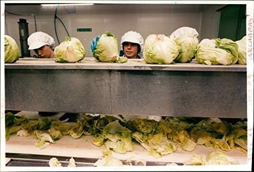 Foto vintage de alimentos vegetais: alfaces de iceberg.
