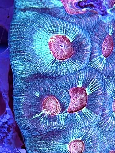 Frag de coral de água salgada ao vivo - Favia de olho de morango verde