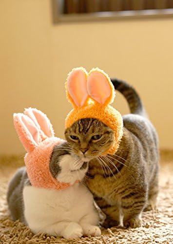 Kitan Club Cat Cap - Capatinho de pet -chapéu inclui 1 de 5 estilos fofos - macio, confortável - design