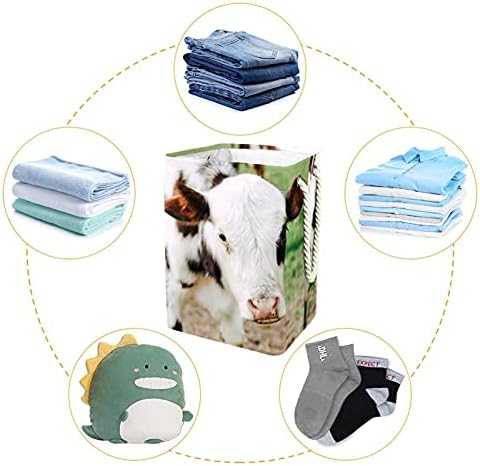 Indicultura de lavanderia cestar vaca de fazenda no pasto cestas de lavanderia de lavanderia