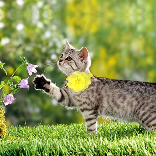 Colares de gato de Lareiipo 3pcs com flor destacável, nylon ajustável colarinho de animal de estimação