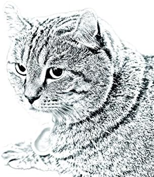 Art Dog Ltd. Highland Lynx, lápide oval de azulejo de cerâmica com uma imagem de um gato
