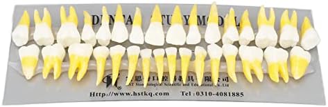 Modelo de dente permanente, cores duplas Aprendendo dentes permanentes Modelo de ensino para dentistas