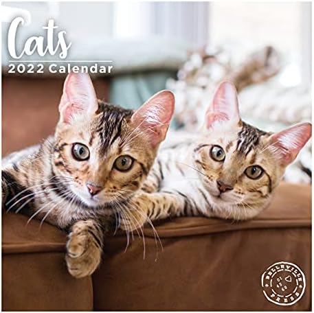 2022 CATS CALENENDAR DE MALL MENAL, 12 x 12 polegadas, gatinhos fofos
