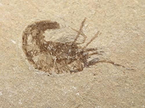 Carpopenaeus fóssil de camarão fóssil 95 myo 6o 17242