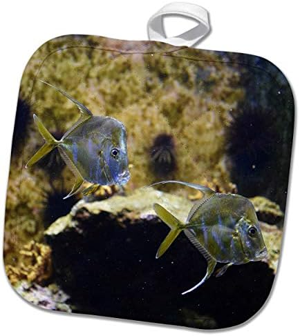 3drose susans zoo crew animal - peixe lookdown nadando em aquário - 8x8 Potholder