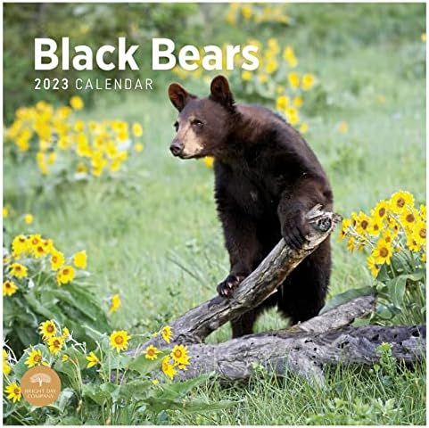 2022 Black Bears Wall Calendário por dia brilhante, 12 x 12 polegadas, animais selvagens