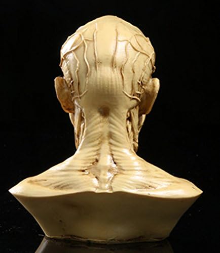 Zumllex 4 polegadas portátil Modelo humano artesanal Anatomia Cabeça Músulo Músico Medical Artist