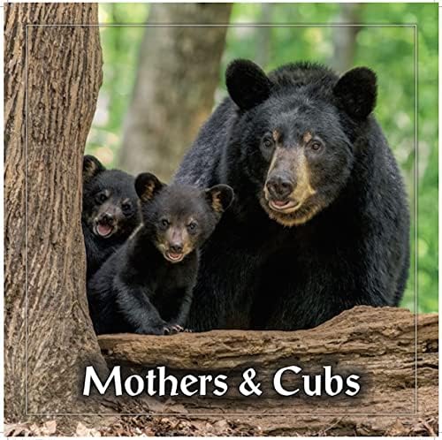 Mães e Cubs 2022 Bear Calendários