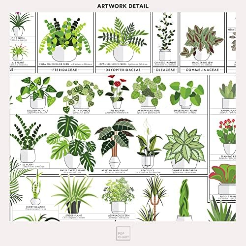 Gráfico pop | Horticultural Gráfico de plantas domésticas | Arte da parede verde de 16 x 20 | Poster