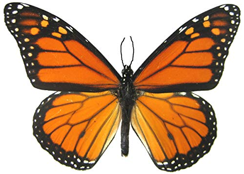6 grandes tatuagens temporárias de borboleta monarca por Utopia Butterfly