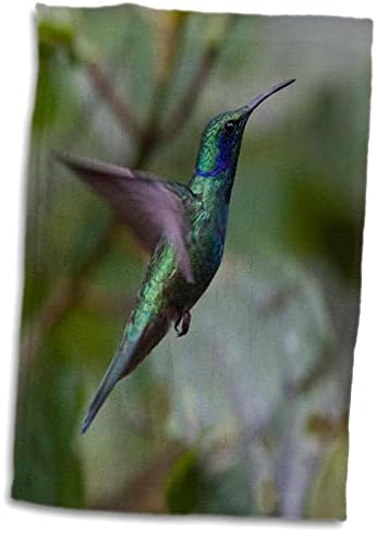 3drose verde violeta-ear beija-flor. Monteverde. Costa Rica. Central. - Toalhas