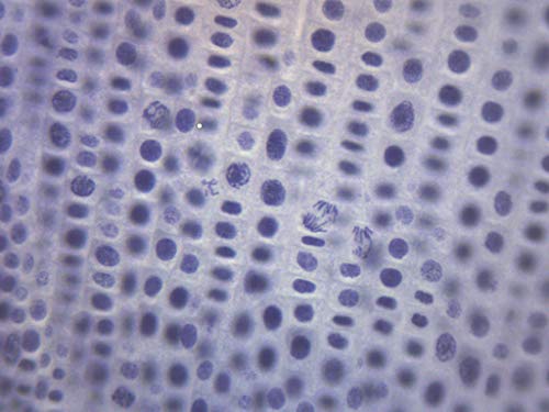 Mitose de cebola, lâmina de microscópio preparada - 75 x 25mm - mitose das plantas, microscopia introdutória