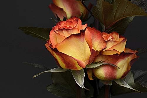 QGHZSCS pinta por números Rose Flowers Landscape Diy Lotus Flor A1