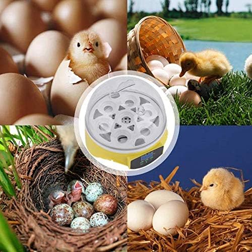 Incubadora de ovo Estink, Digital Transparente Totalmente Automático Incubadora de ovos 7 Ovos Mini