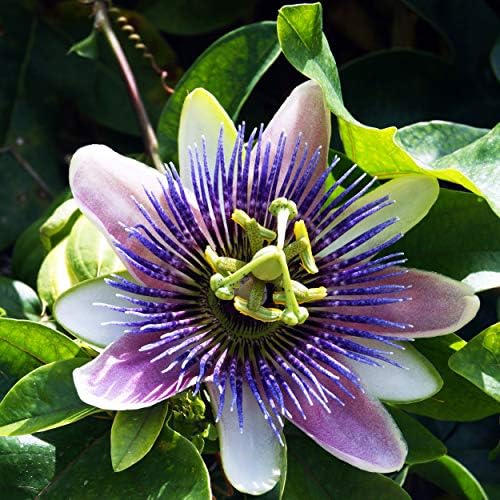 Resposta da Natureza Suplemento de Flor da Herb Passion, 2 onça fluida | Auxílio calmante | Ajuda