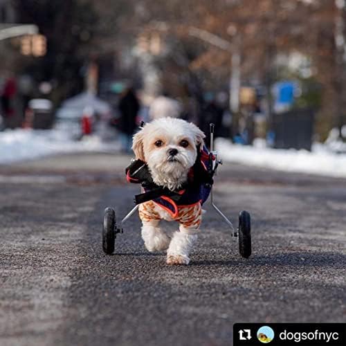 Cadeira de rodas de cão de melhor amigo para mobilidade - xx tamanho pequeno